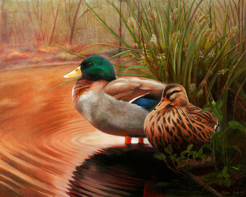 Mallard Ducks - Original Painting