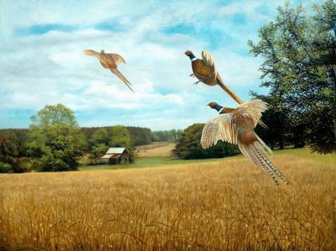 Pheasant Taking Flight - Canvas Print