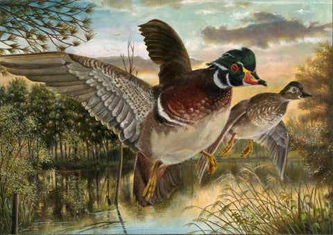 Wood Ducks - Canvas Print