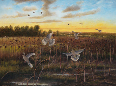 Doves Descend Upon Sunflowers - Canvas Print